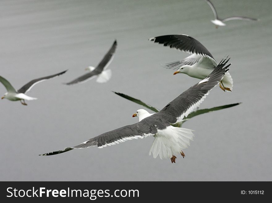 Flock Of Seagulls