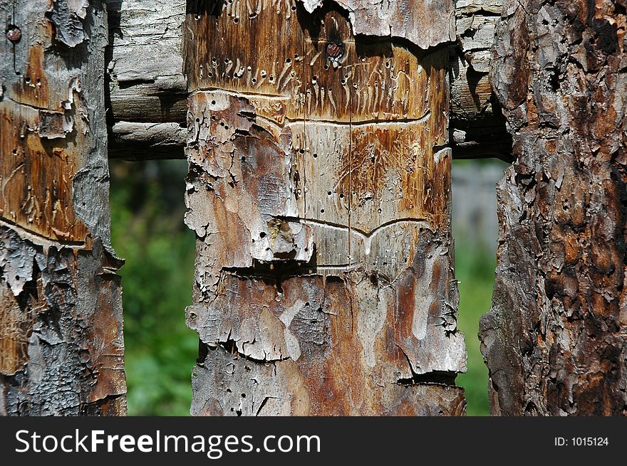 Pine planks with worm-holes