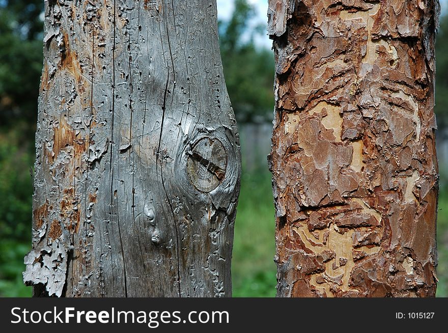 Pine planks with worm-holes