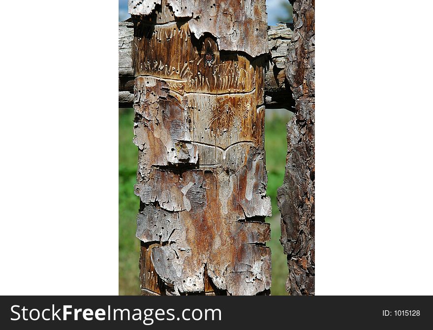 Pine plank with bark and worm-holes