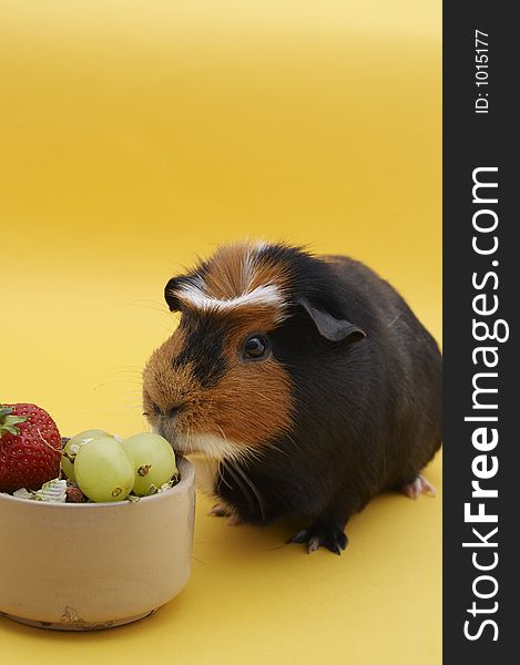 Guinea Pig with bowl with grapes & Strawberry. Guinea Pig with bowl with grapes & Strawberry
