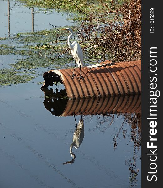 This great egret is reflected in the still waters of the stream. This great egret is reflected in the still waters of the stream.