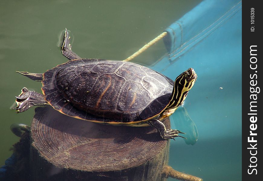 This turtle rests on the top of submerged pole and stretches out to catch every bit of the sun's warmth that he can. This turtle rests on the top of submerged pole and stretches out to catch every bit of the sun's warmth that he can.