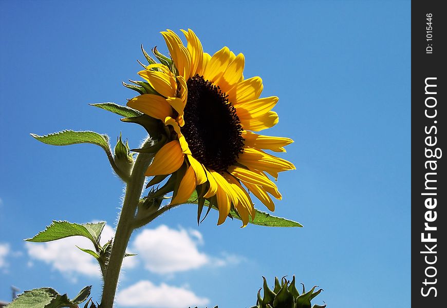 Sunflower with cloud and blue sky background. Sunflower with cloud and blue sky background