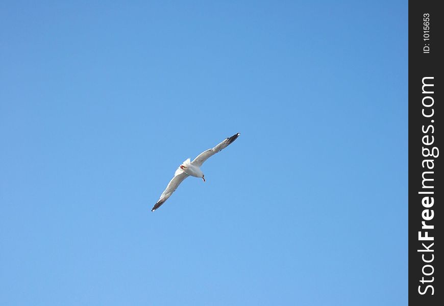 Seagull flying. Seagull flying.