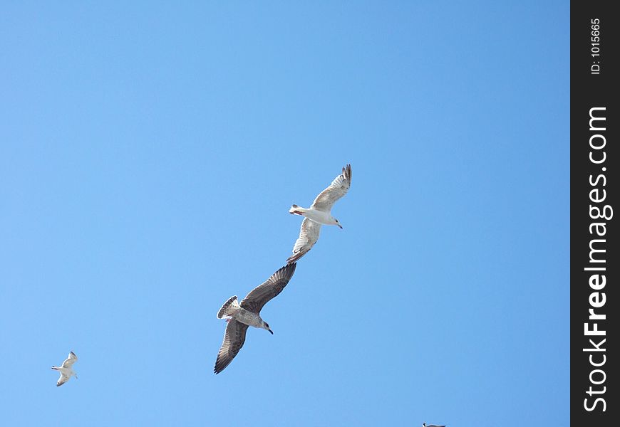 Seagulls flying.