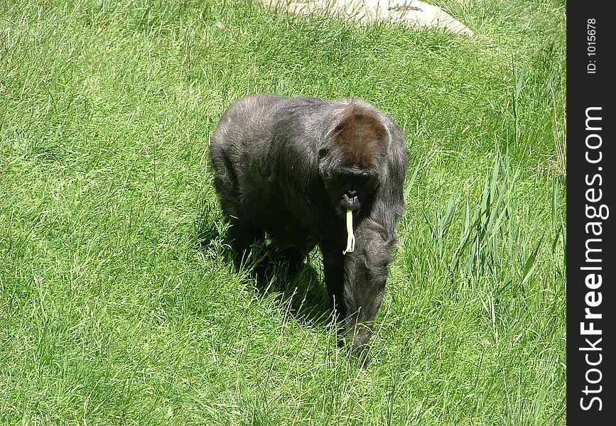 This gorilla is from the Utah Hogle Zoo and had so much personality.