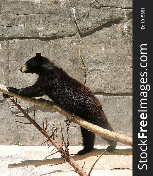This bear was at Utah's Hogle Zoo, He was so funny and was trying to get comfortable to lay down on the branch.