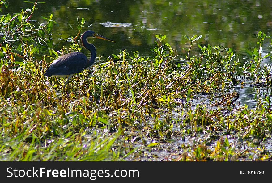 Tri-Color Heron