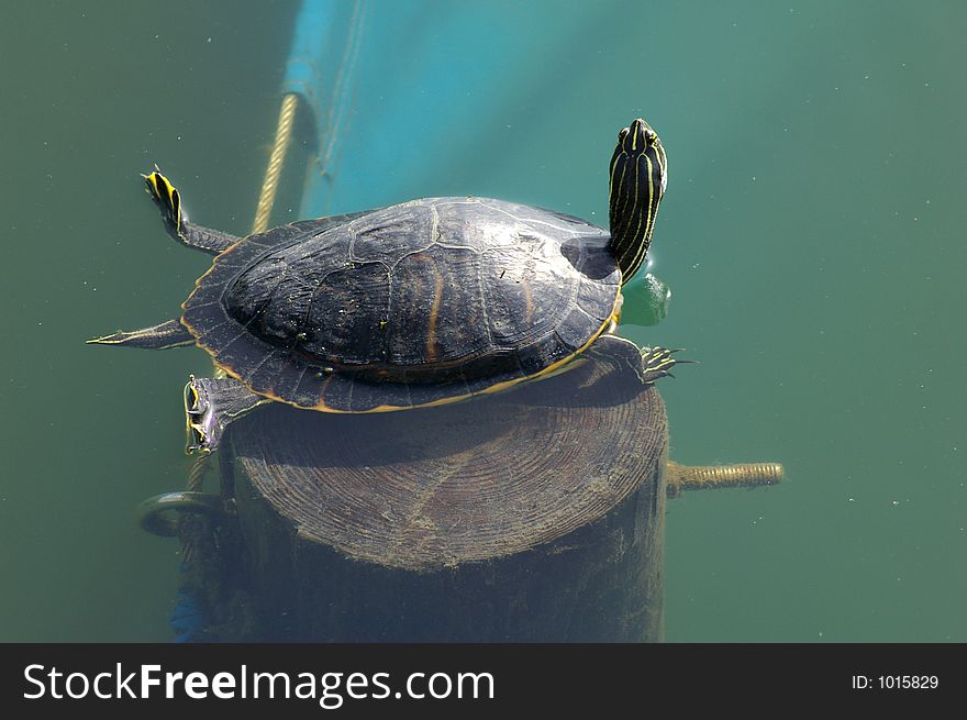 Turtle Bathing In The Sun