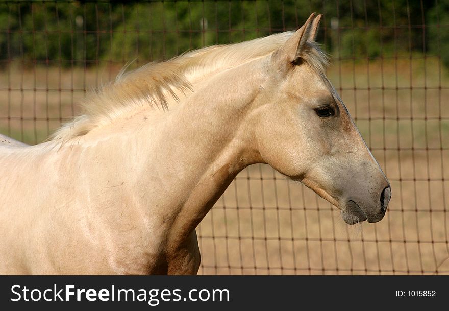 Head shot of alert palomino colt, 5 months old, standing beside pasture fence.