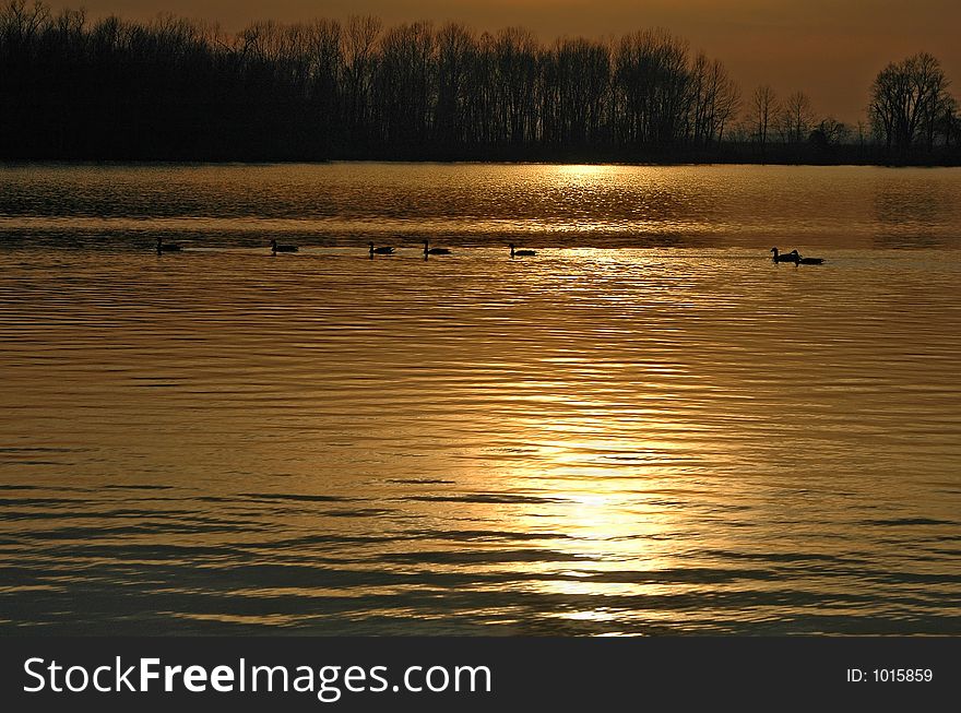 Ducks swiming on a leke during a sunset. Ducks swiming on a leke during a sunset