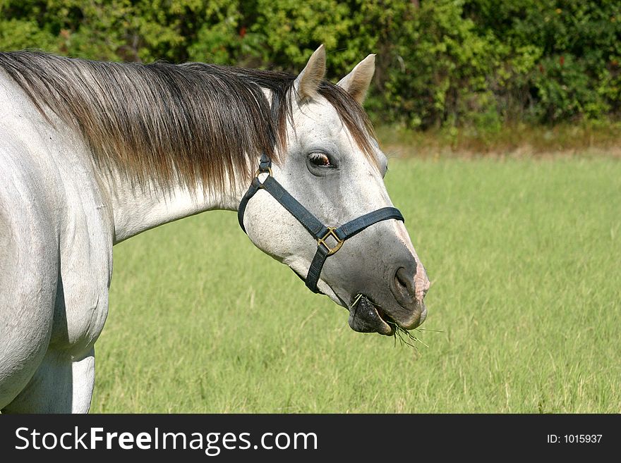 Gray horse wearing blue halter in green pasture, bushes in background, summer, horse has mouthful of grass.