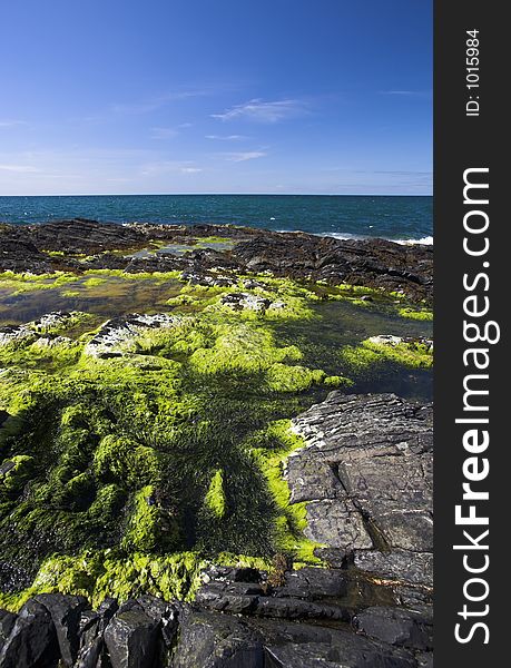 Seaweed on rocky coast. Catletown Isle of Man