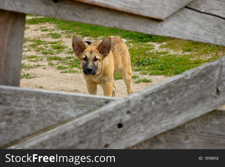 Funny scared little dog behind fence. Funny scared little dog behind fence