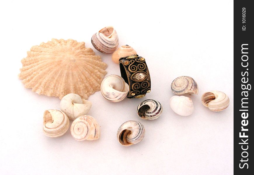 Shells And Ring