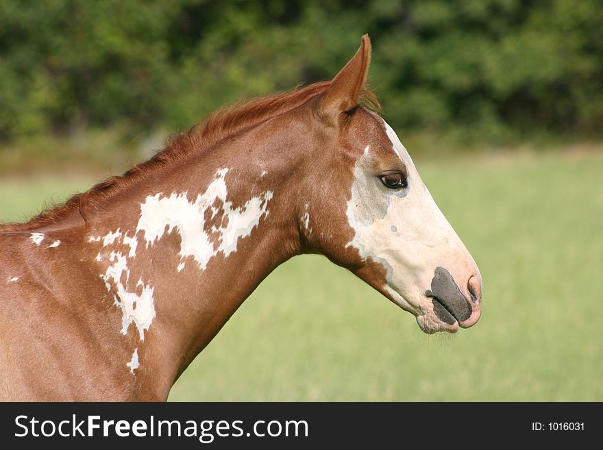 Sorrel overo paint colt with flashy markings and bald face, sideview, head and neck portrait, summer pasture