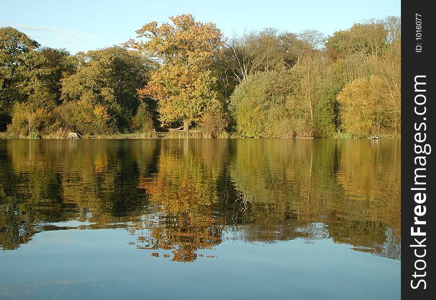 Autumnal woodland reaches down to the shore of a large lake, and reflects in the gently rippling surface on a clear calm day. Autumnal woodland reaches down to the shore of a large lake, and reflects in the gently rippling surface on a clear calm day.