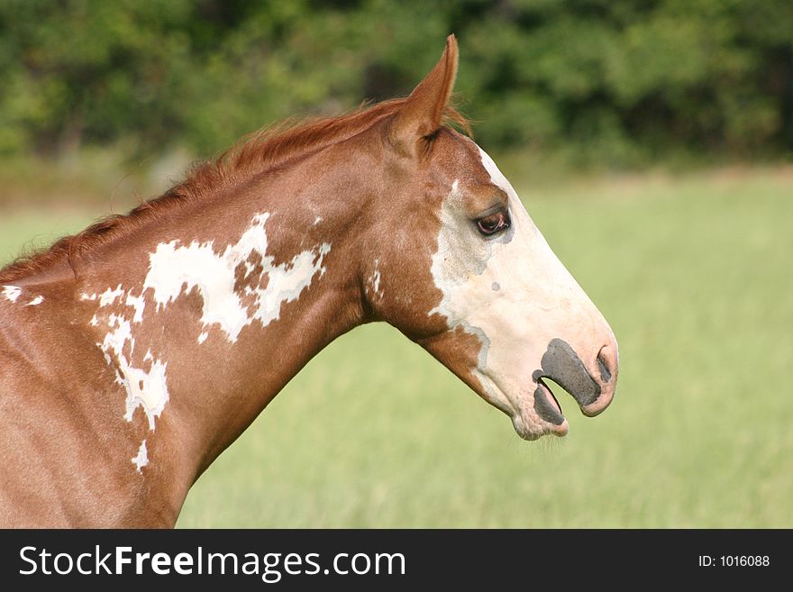 Sorrel overo paint colt with mouth open as he begins to yawn. Sorrel overo paint colt with mouth open as he begins to yawn