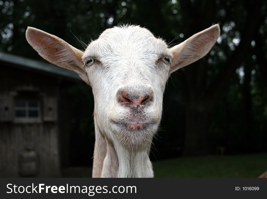 A funny looking goat with no horns. A funny looking goat with no horns.