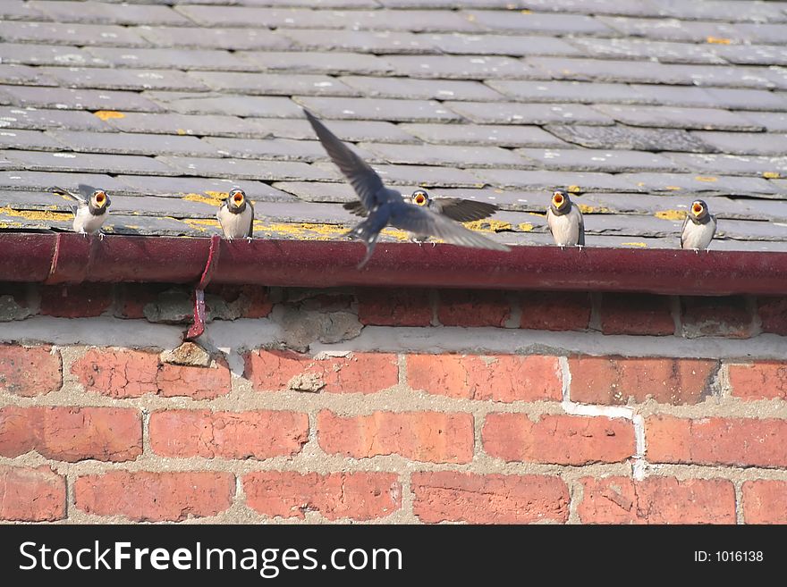 Parent Swallow feeding hungry fledglings. Parent Swallow feeding hungry fledglings