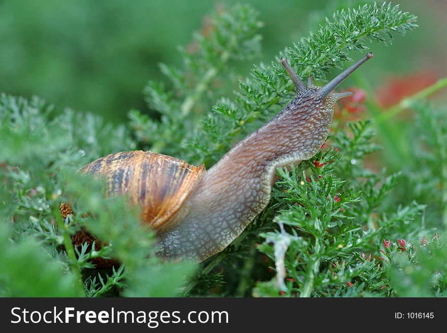 Snail hidden in grass