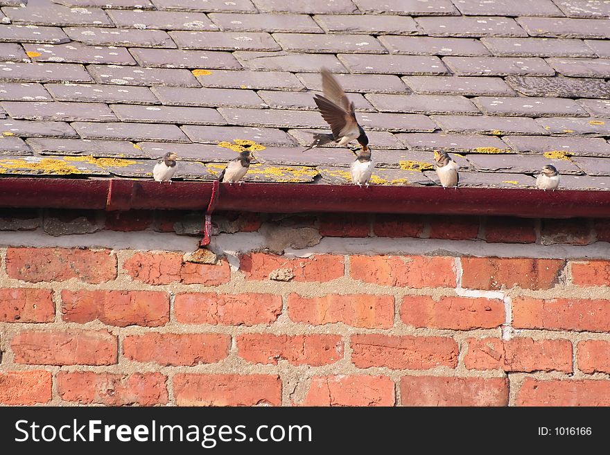 Parent Swallow feeding hungry fledglings. Parent Swallow feeding hungry fledglings
