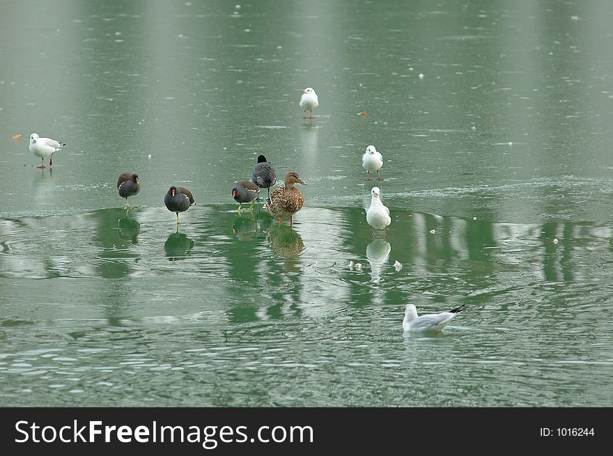 Birds on a frozen lake. Birds on a frozen lake