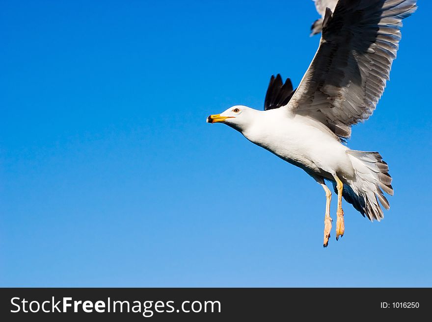 Flying seagull on blue sky background