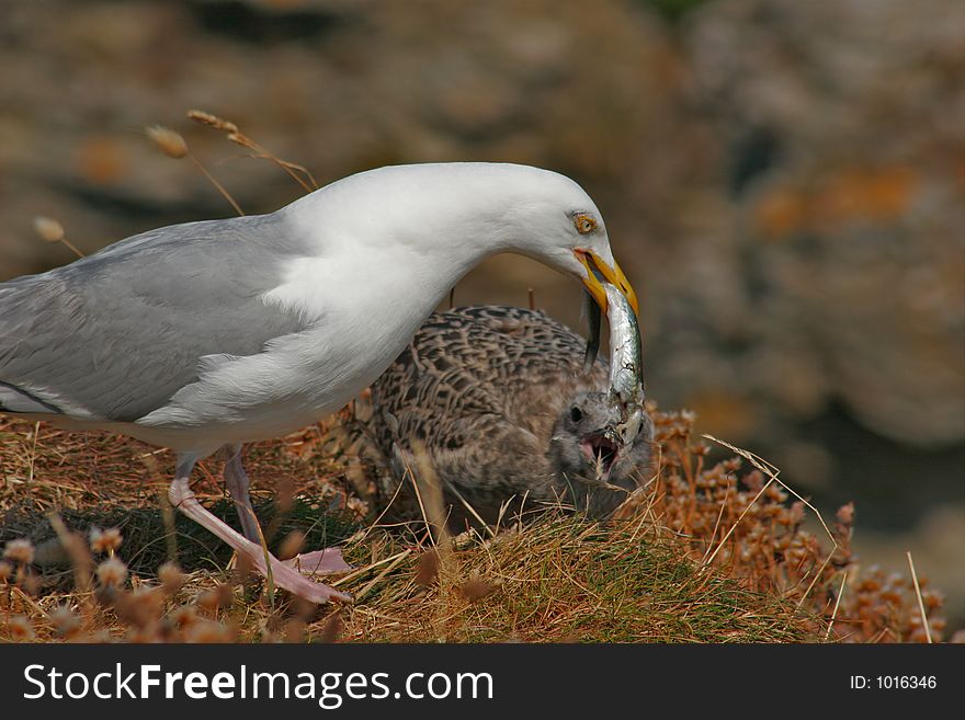 A gull feeding his baby. A gull feeding his baby