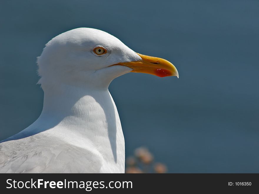 Portrait of gull. Portrait of gull