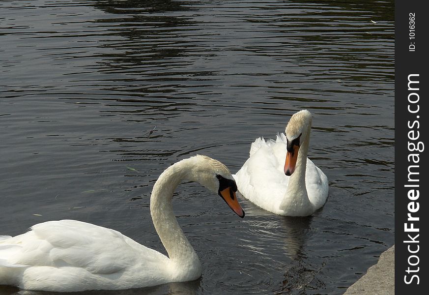 Swans swimming on the lake