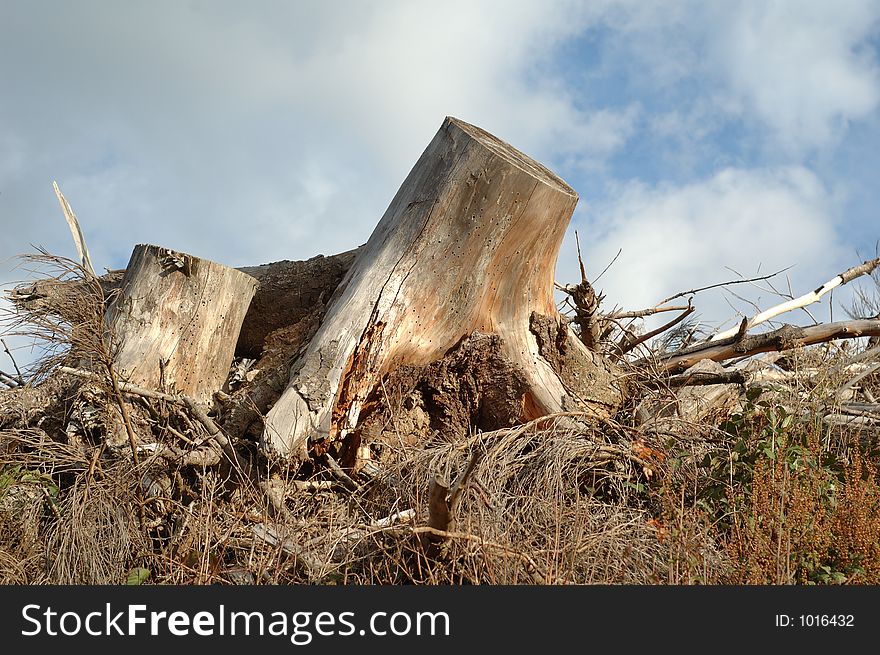 Dry old stump