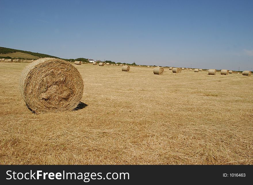 A Field of Hay. A Field of Hay