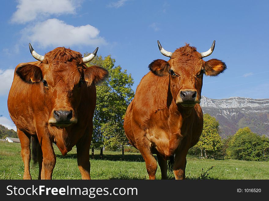 Portrait Of Cows