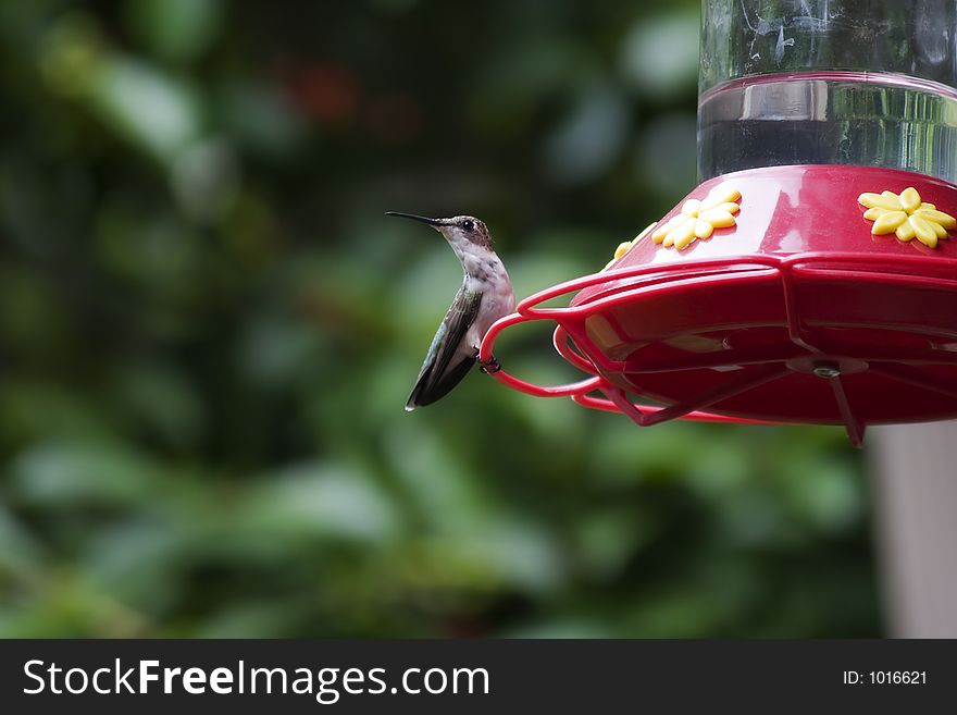 Female Ruby Throated Hummingbird Avoiding Being Dive-Bombed by the Others. Female Ruby Throated Hummingbird Avoiding Being Dive-Bombed by the Others