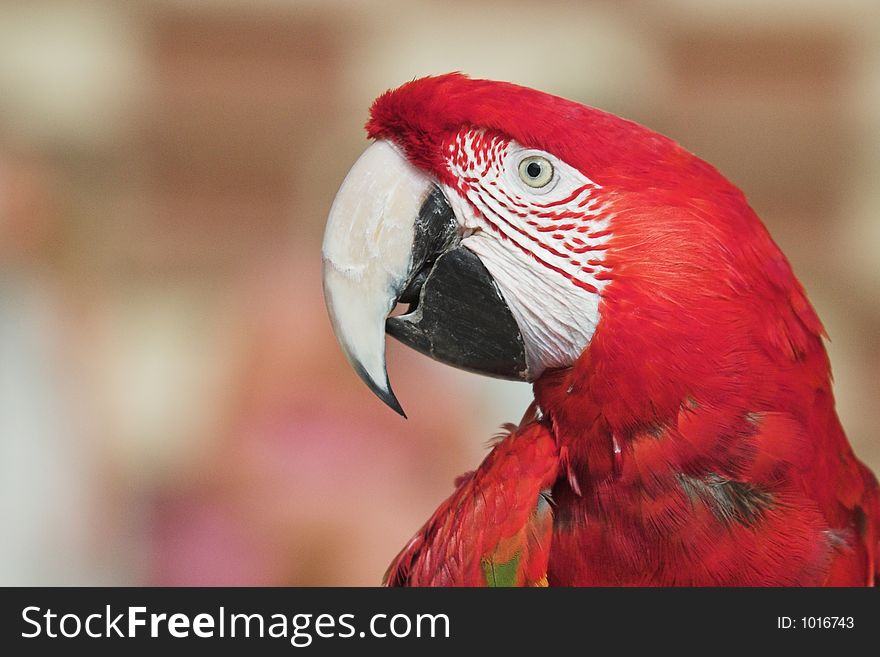 A green winged macaw in close-up.