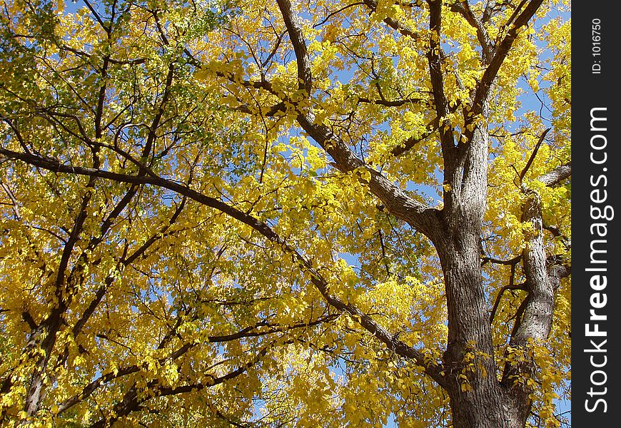 Tree in North Dakota during the fall. Tree in North Dakota during the fall