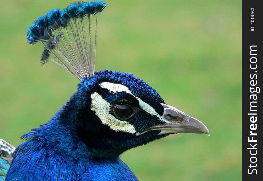 Peacock's head.