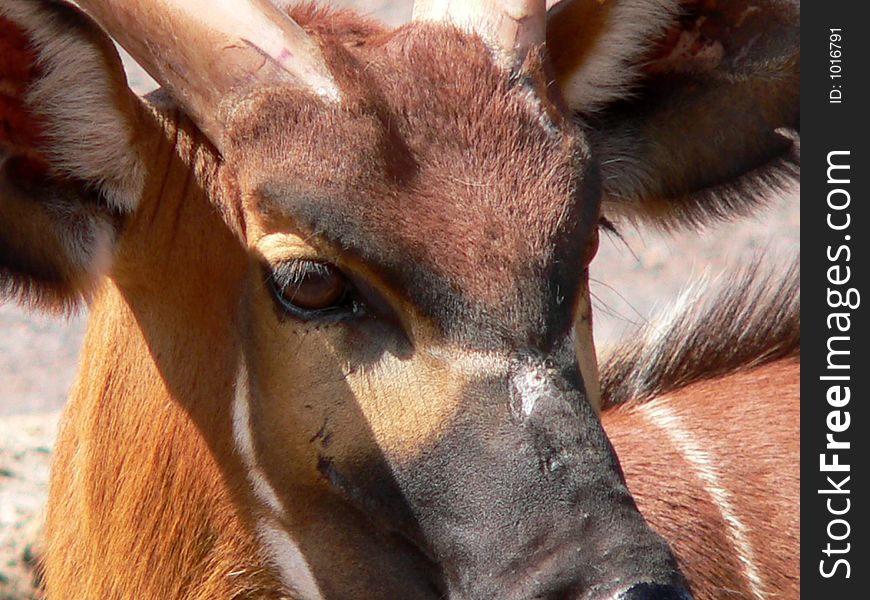 Close up of an Antelopes face. Close up of an Antelopes face.