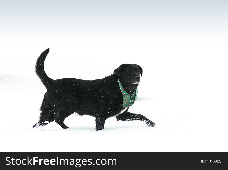 Black labrador running in snow