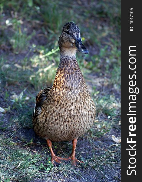 portrait of mummy duck near the ducklings; she posed only for me! she was very happy when I go again. I said: thank you and good´by. she said: quack! and go to her ducklings. portrait of mummy duck near the ducklings; she posed only for me! she was very happy when I go again. I said: thank you and good´by. she said: quack! and go to her ducklings.