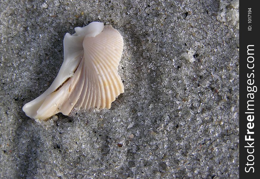 Shell 1 on Myrtle Beach