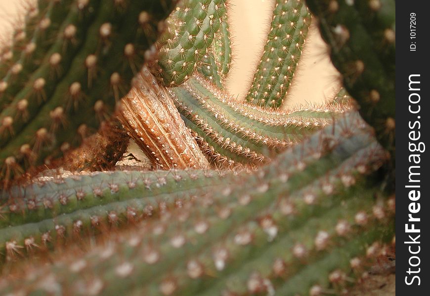 A dense swarm of cacti with lots of image depth. A dense swarm of cacti with lots of image depth.