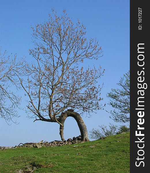 Tree forming natural arch