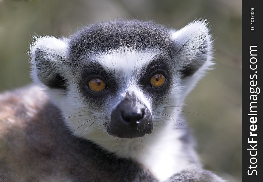 Cute Ring Taile Lemur closup. Cute Ring Taile Lemur closup