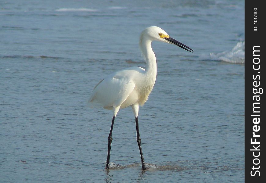 Egret searching the surf