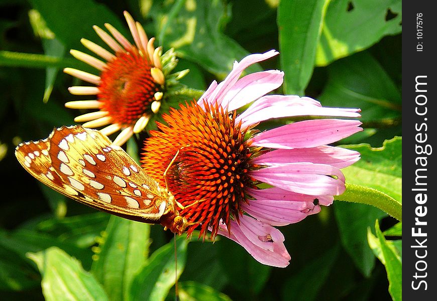 Monarch On Flower