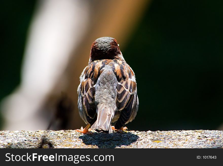 Little brown sparrow, as viewed from the back. Little brown sparrow, as viewed from the back