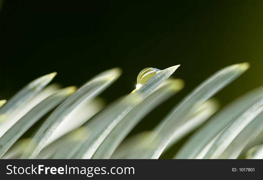 Dew drop on blue spruce needles. Dew drop on blue spruce needles.